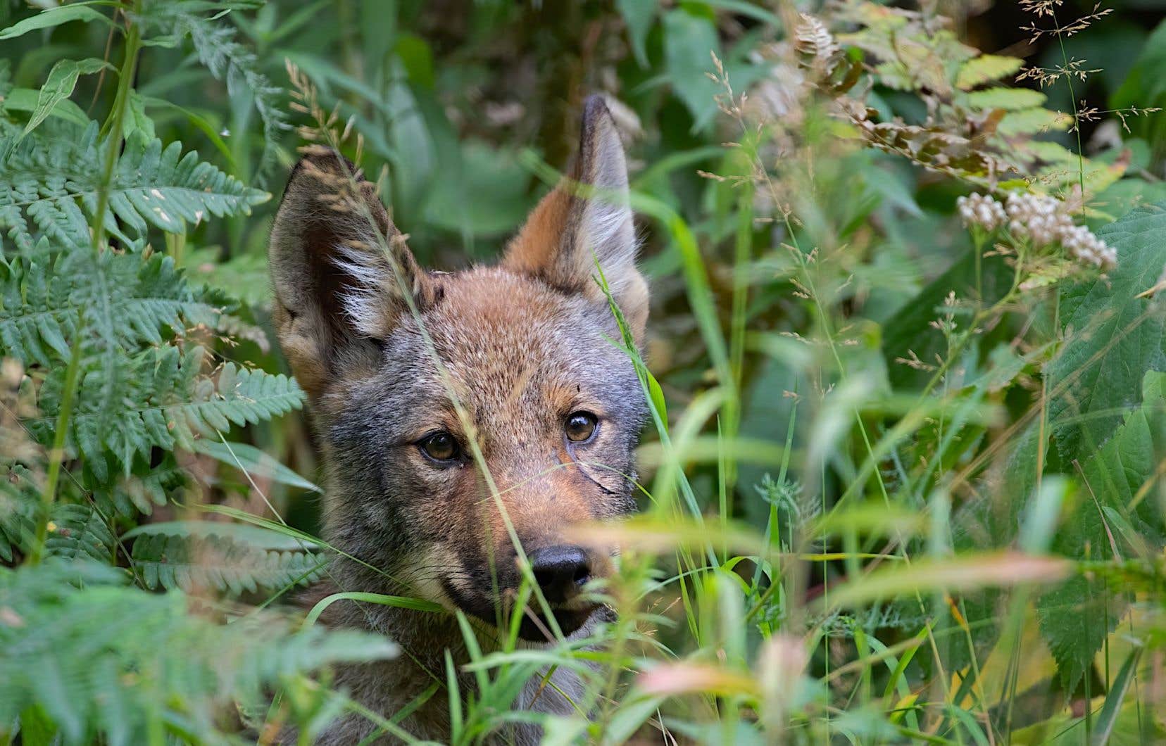 Après le caribou, le loup de la discorde entre Québec et Ottawa?