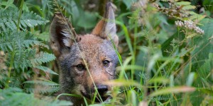 Après le caribou, le loup de la discorde entre Québec et Ottawa?