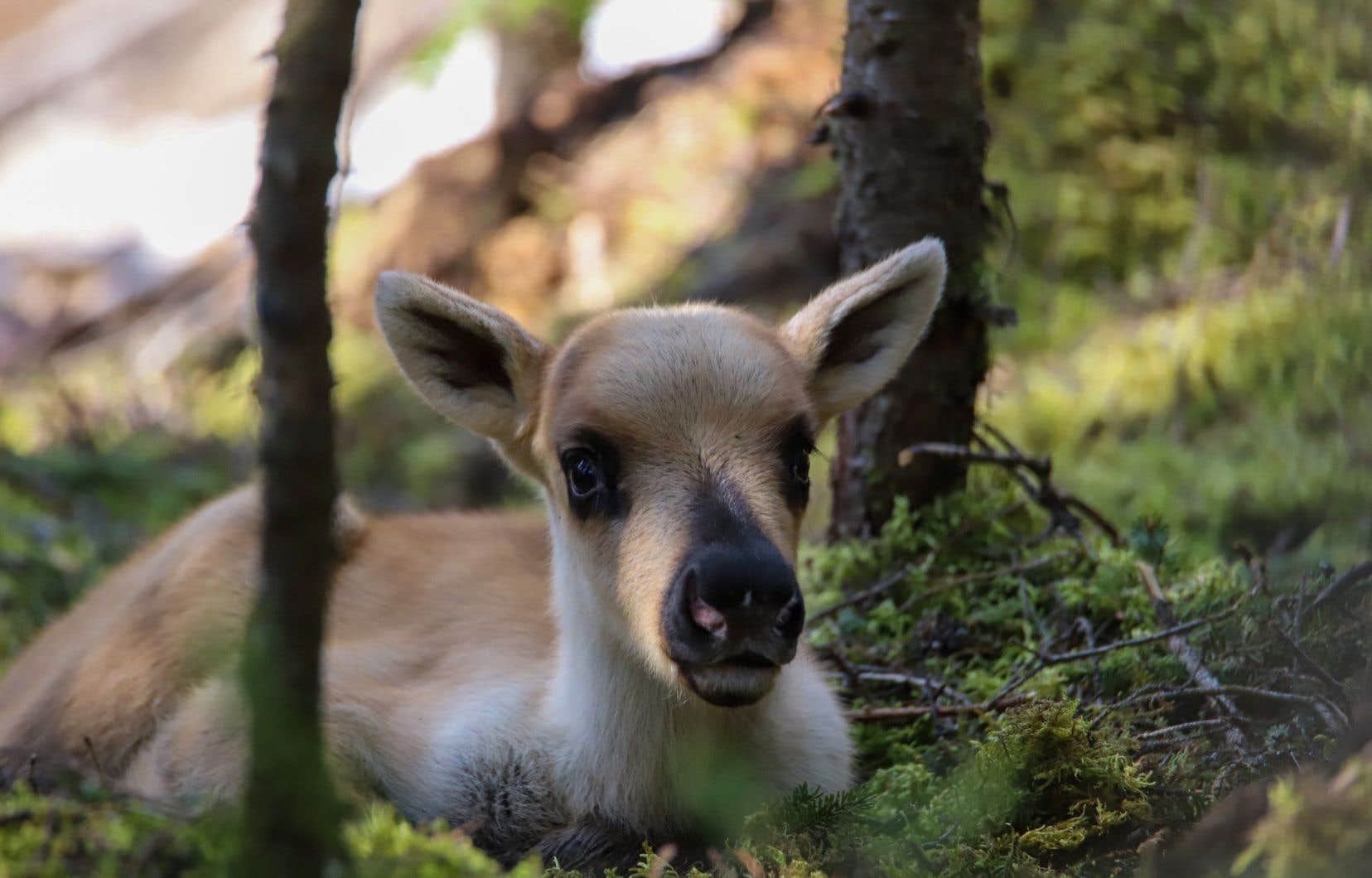 Un projet éolien risque de nuire au sauvetage des caribous de Charlevoix