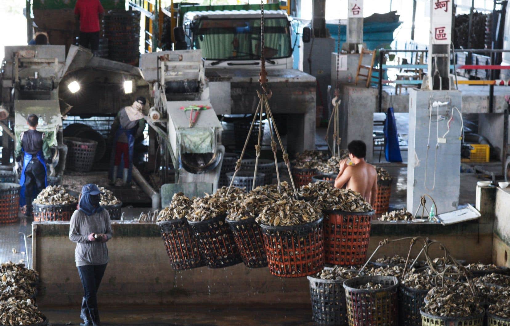 À Taïwan, des coquilles d’huîtres métamorphosées en tissu écoresponsable