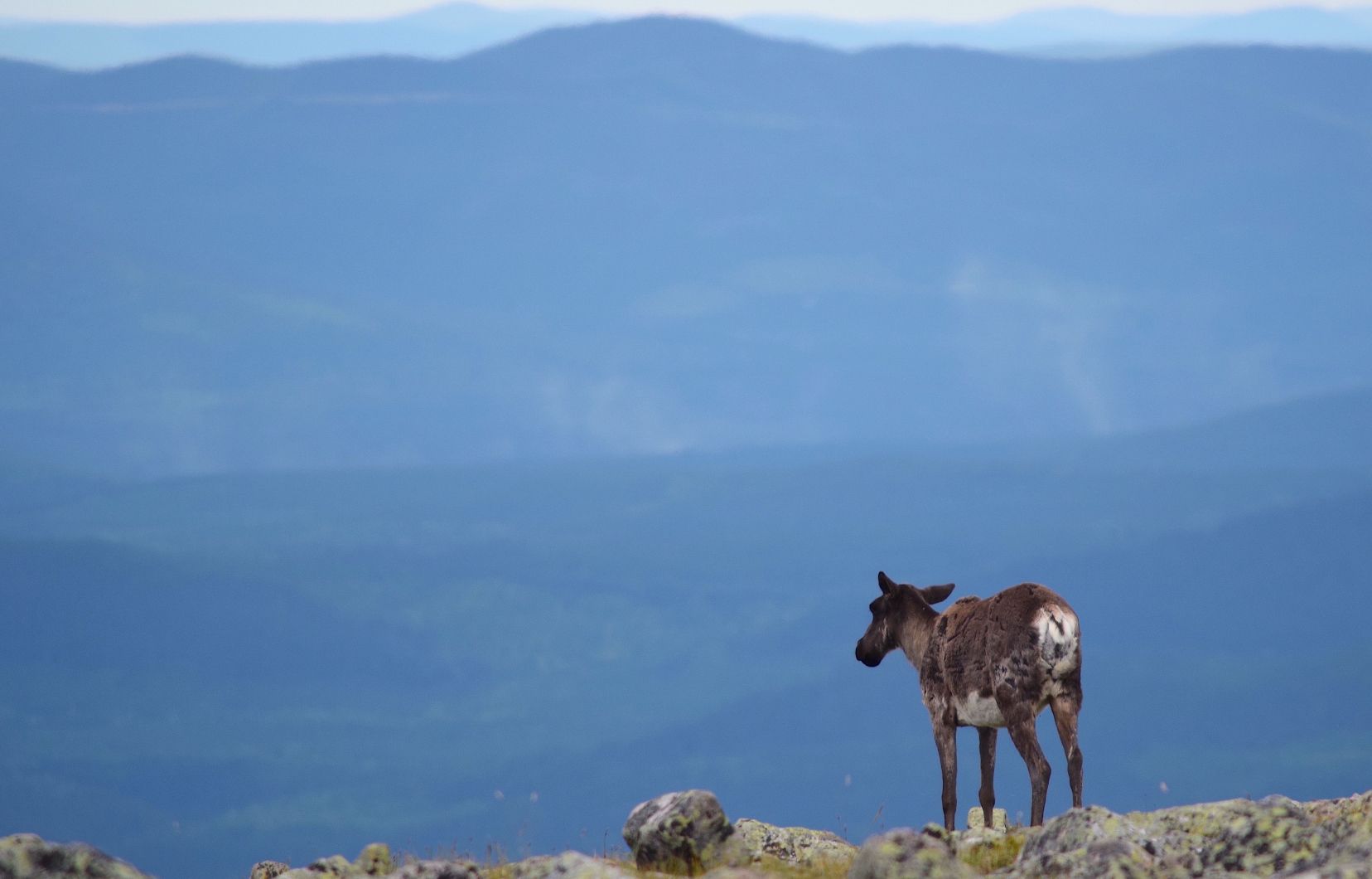 Et si on laissait le caribou forestier disparaître du Québec?