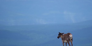 Et si on laissait le caribou forestier disparaître du Québec?