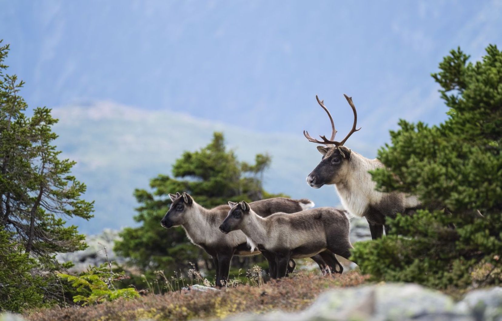 19 lobbyistes pour défendre les forestières face au caribou