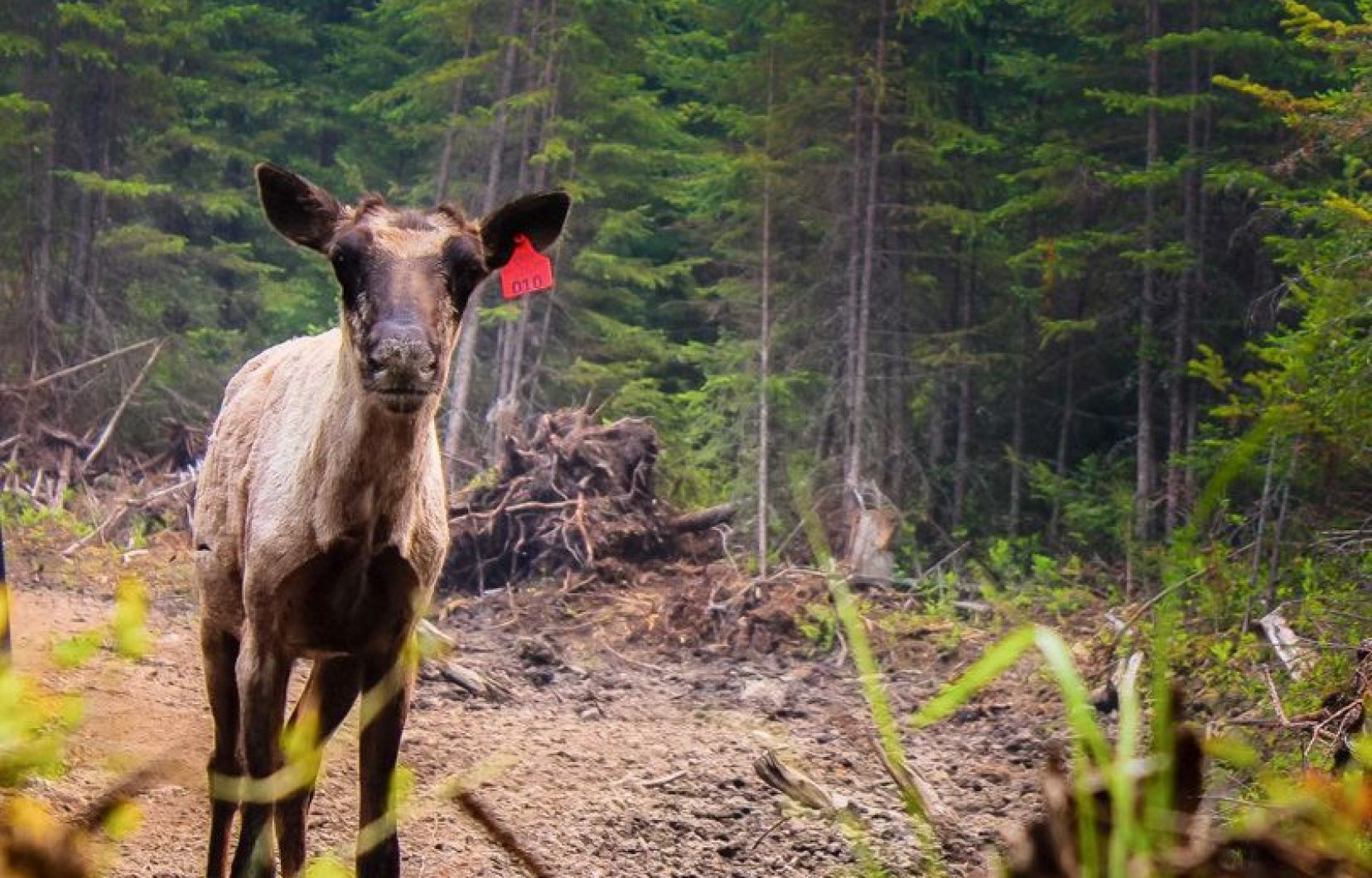 Québec se priverait de centaines de millions de dollars du fédéral dans le dossier du caribou