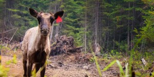 Québec se priverait de centaines de millions de dollars du fédéral dans le dossier du caribou