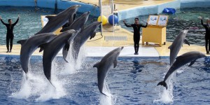 Antibes : un dauphin de Marineland meurt des suites d'une maladie rénale