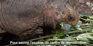 VIDEO. Diego, la tortue sex-symbol a sauvé son espèce aux Galapagos