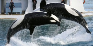 Décès d’une orque au Marineland d’Antibes : le parc échappe à des poursuites