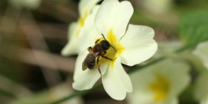 Les îles d’Ouessant et Molène veulent préserver leurs abeilles