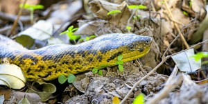 Une nouvelle espèce d'anaconda, mesurant près de 8 mètres de long, a été découverte en Amazonie