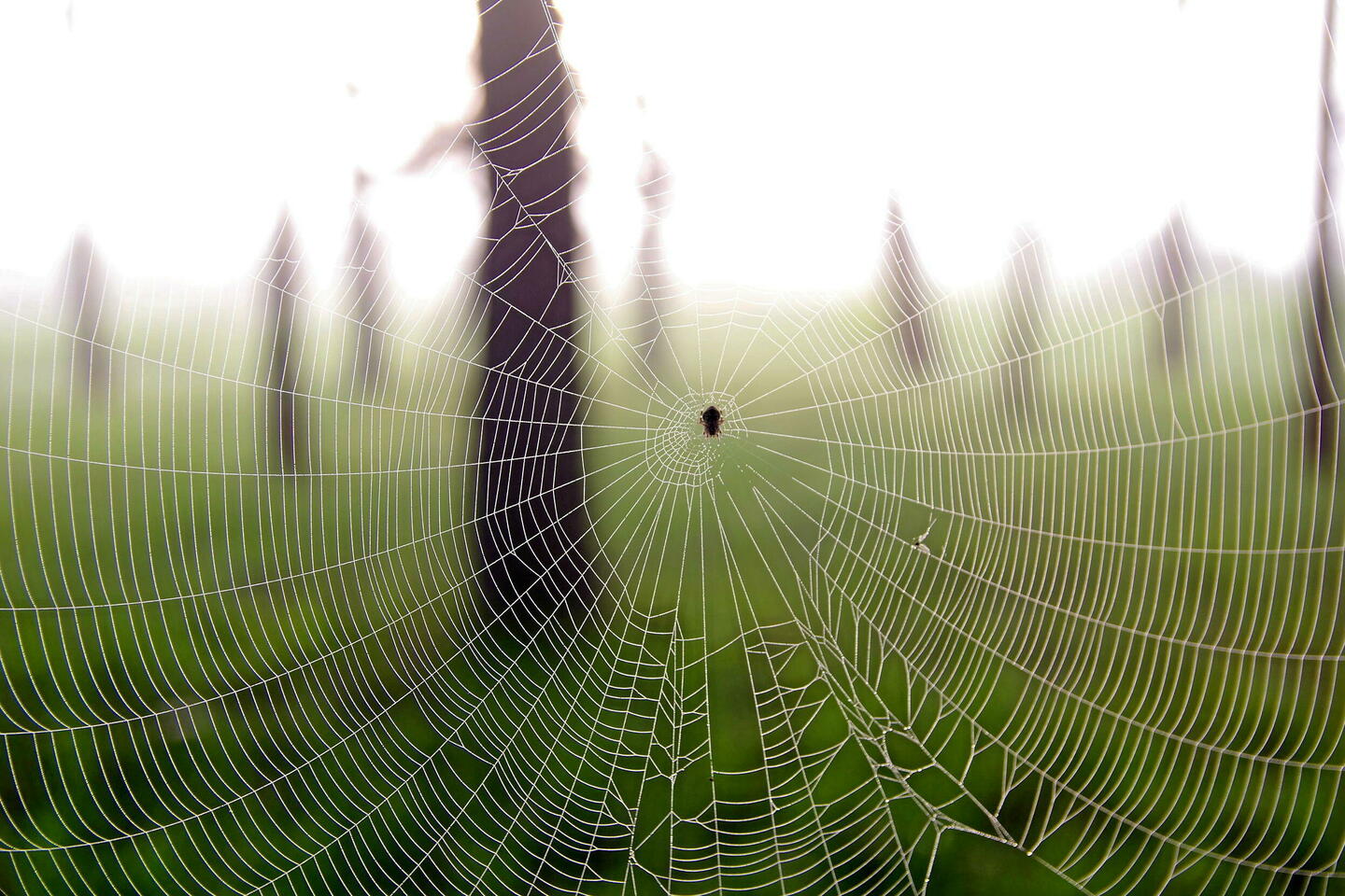 Grande-Bretagne : des araignées sauteuses invasives se répandent