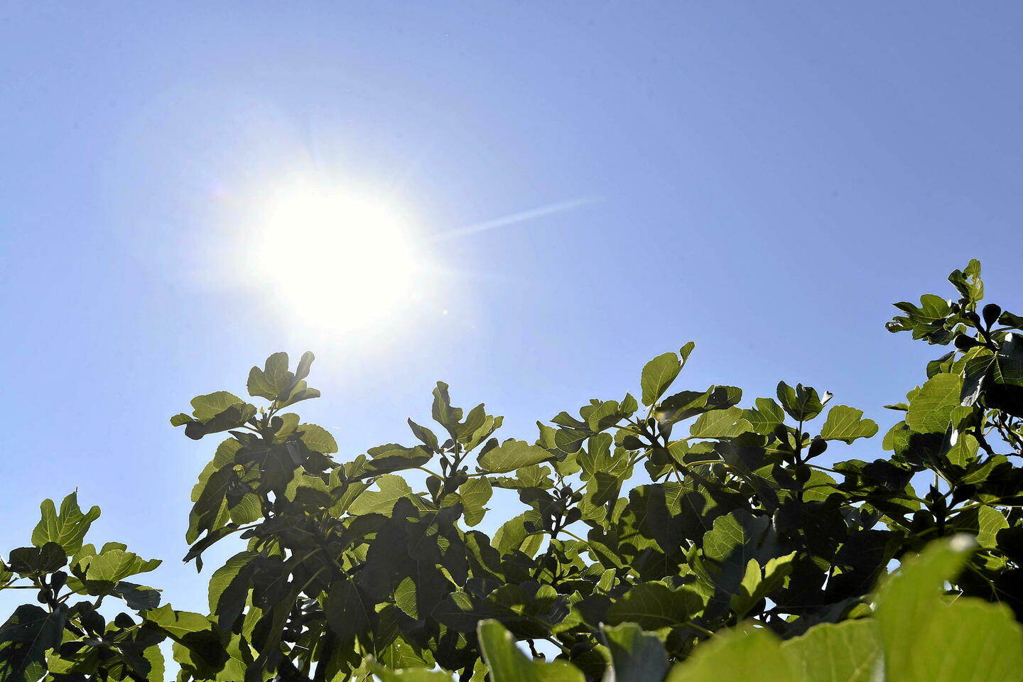 Canicule : 39 départements en vigilance orange ce lundi