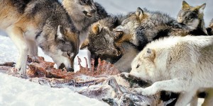 Des loups attaquent un troupeau de chevaux