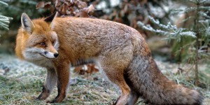 « Le gouvernement français doit prendre des mesures fermes pour mettre fin à la chasse au renard »