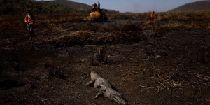 Au Brésil, le Pantanal, trésor de biodiversité, est déjà la proie des flammes