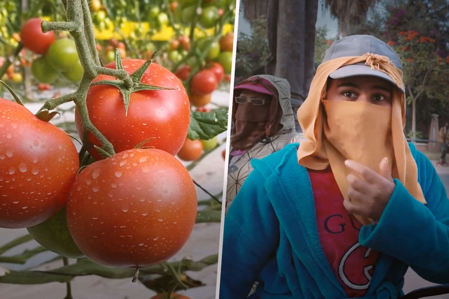 La face cachée des tomates marocaines vendues en Europe : enquête vidéo sur une main-d’œuvre à bas coût