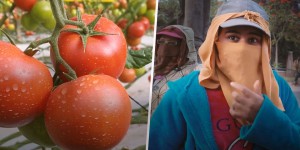 La face cachée des tomates marocaines vendues en Europe : enquête vidéo sur une main-d’œuvre à bas coût