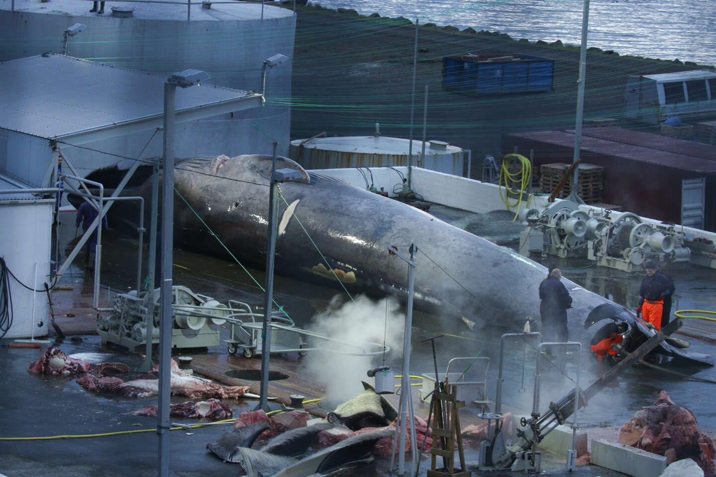 L’Islande autorise la chasse à la baleine pour la saison 2024