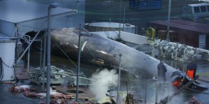 L’Islande autorise la chasse à la baleine pour la saison 2024