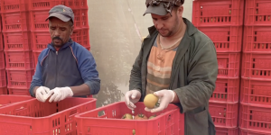 Comment le Maroc exporte, via ses tomates, l’eau dont il va bientôt manquer : reportage vidéo sur un désastre écologique