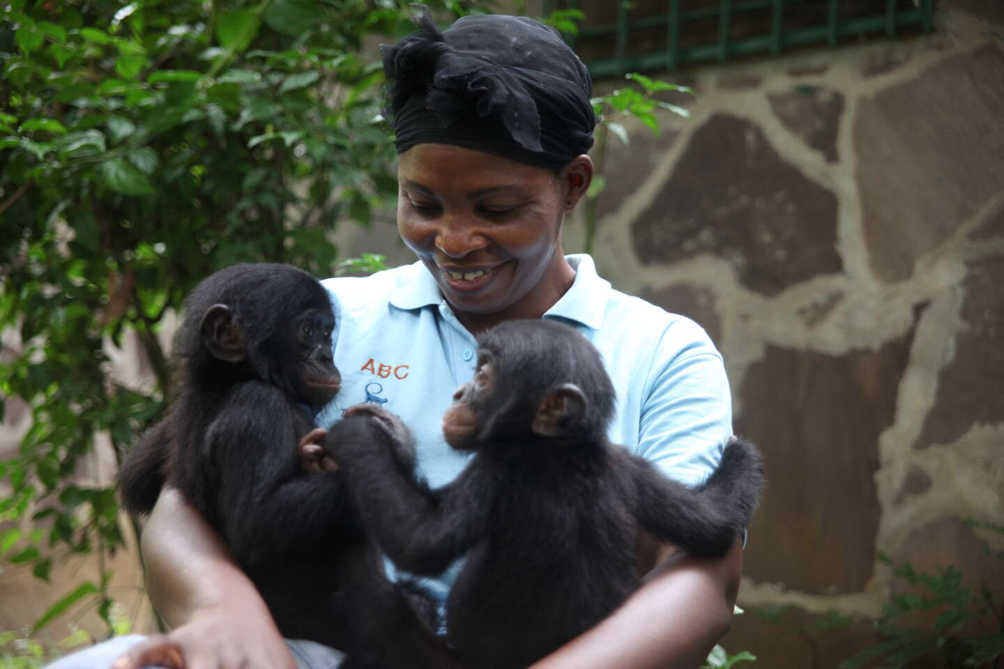 En RDC, au « Paradis des bonobos », menacés d’extinction