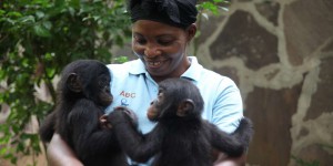 En RDC, au « Paradis des bonobos », menacés d’extinction