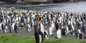 Antarctique : les îles menacées par les espèces exotiques envahissantes