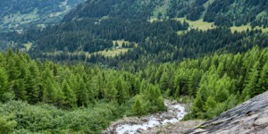 Les forêts françaises, atouts dans la régulation du climat