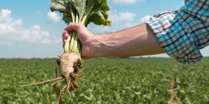 Pesticides néonicotinoïdes : les ONG saisissent de nouveau le Conseil d'État