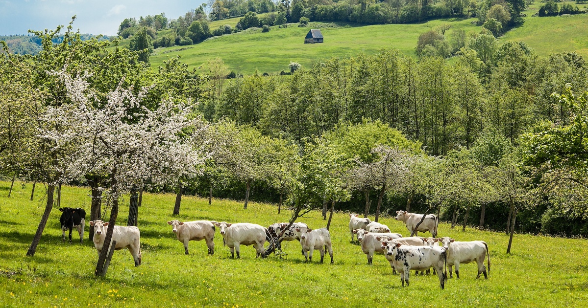 Agrivoltaïsme : le président de la Région Normandie veut faire annuler le décret