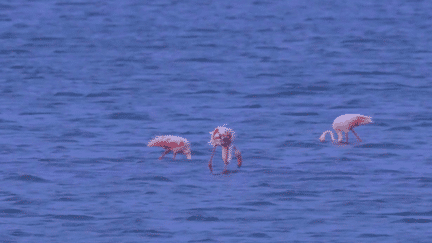 Camargue : la paradis menacé des flamants roses