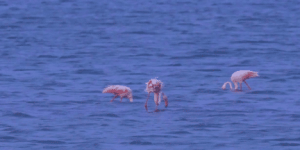 Camargue : la paradis menacé des flamants roses