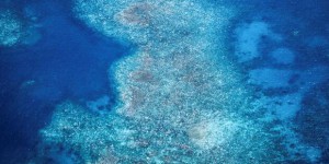 En Australie, la Grande barrière de corail frappée par le pire épisode de blanchissement jamais observé