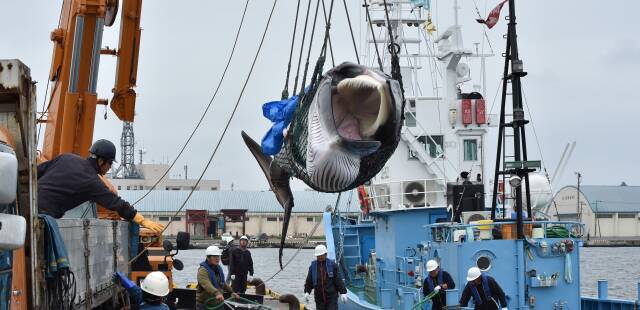 Arrestation de Paul Watson : pourquoi la chasse à la baleine se pratique-t-elle encore ?