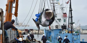 Arrestation de Paul Watson : pourquoi la chasse à la baleine se pratique-t-elle encore ?