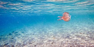 La mer Méditerranée a battu un nouveau record de température journalière jeudi